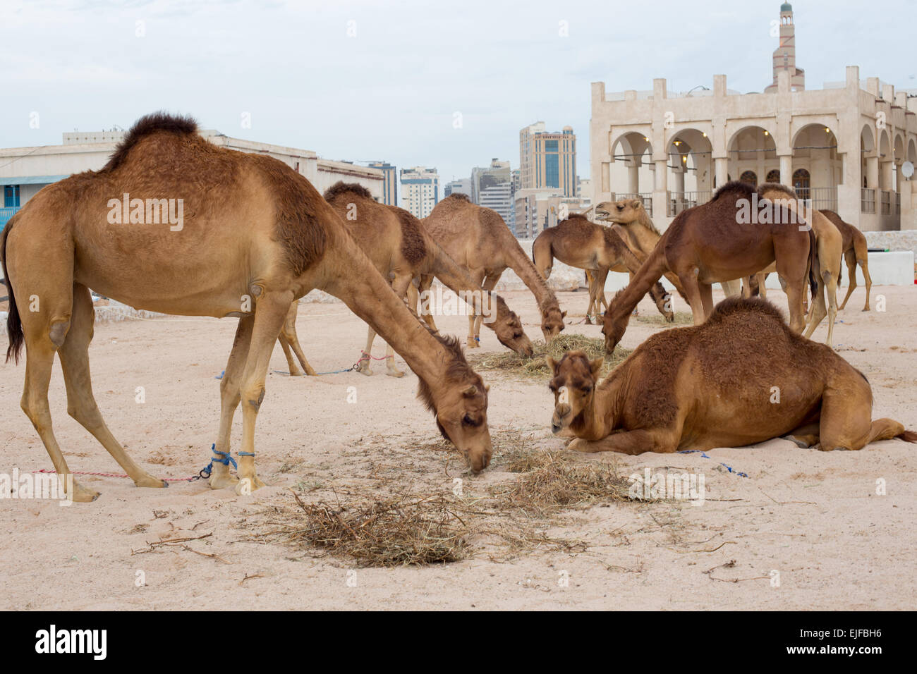 Camels feeding in a Government paddock in Souq Waqif, Doha, Qatar. Stock Photo