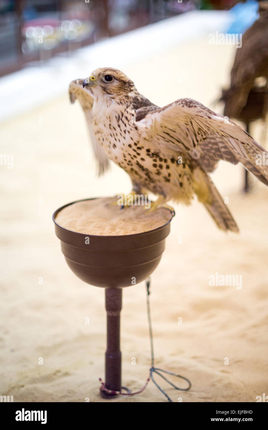 A falcon flapping its wings on a perch in the falcon souq, Doha, Qatar Stock Photo