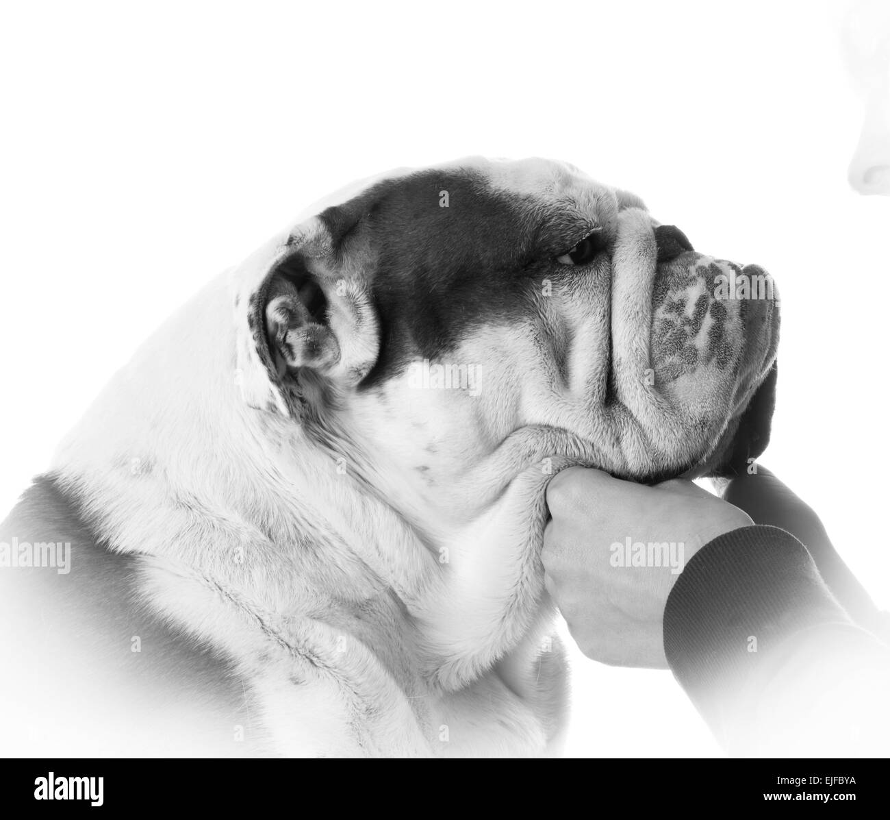 man's best friend - woman holding bulldogs face on white background Stock Photo