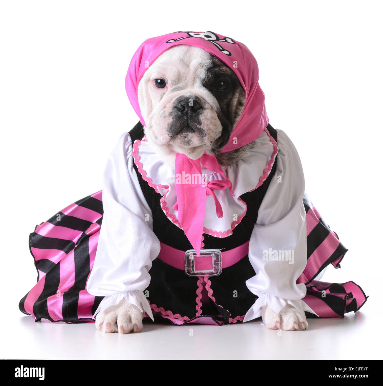 Dog dressed as pirate online