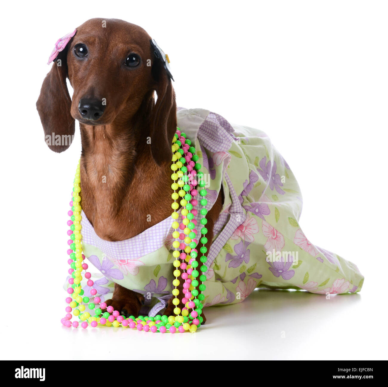 female dog - miniature dachshund wearing  clothing on white background Stock Photo