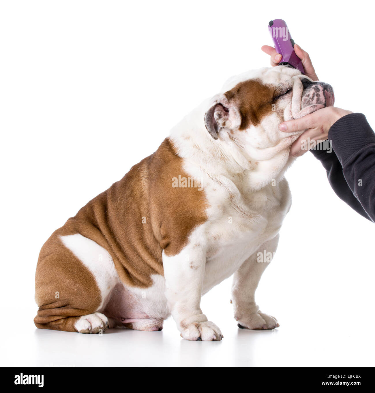 Bulldog grooming store