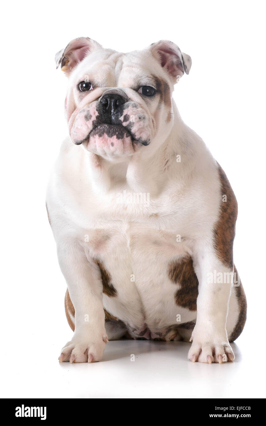 cute puppy - bulldog with silly expression sitting on white background Stock Photo