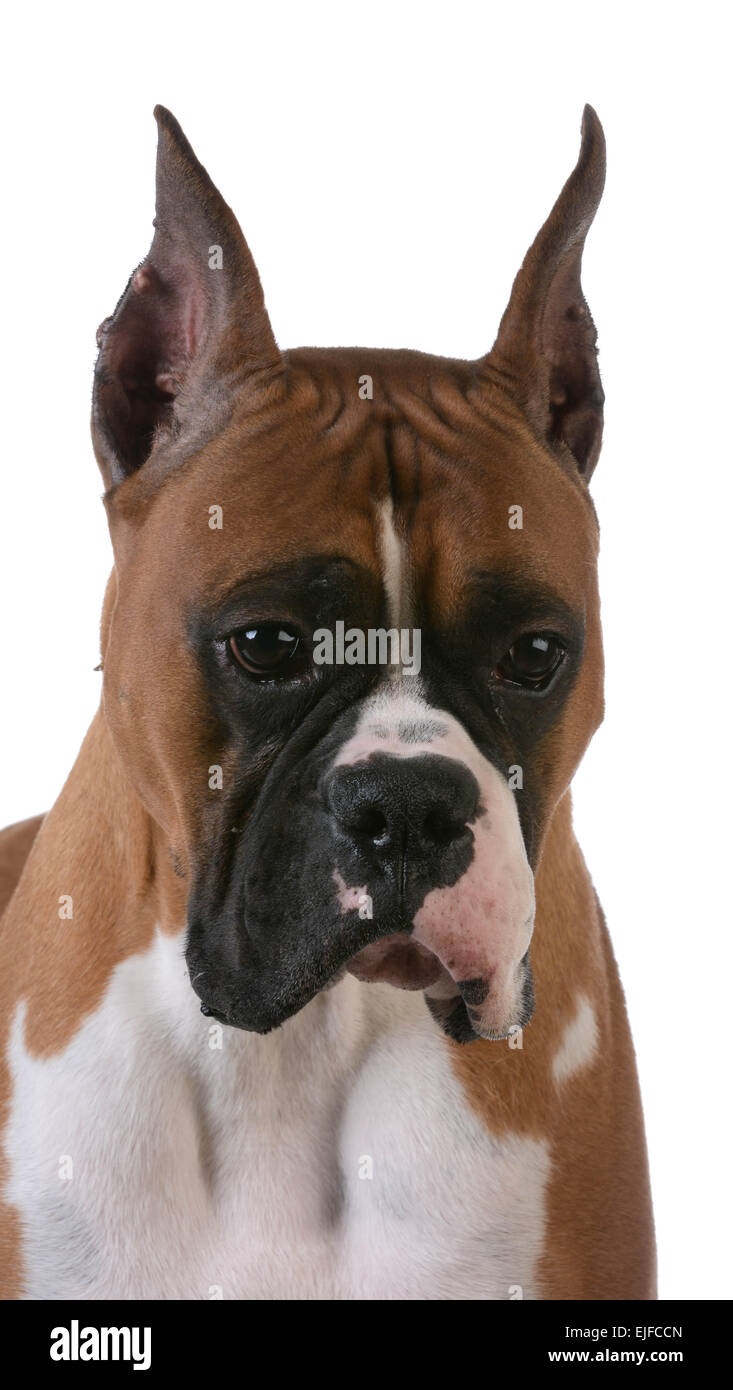 Boxer dog cropped ears hires stock photography and images Alamy