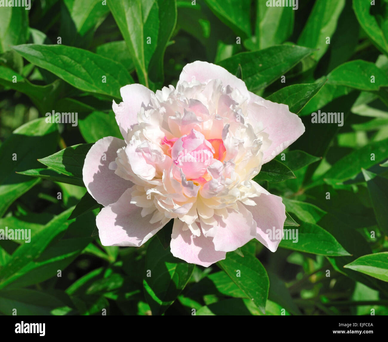 Peony flower soft pink color on a background of green leaves Stock ...