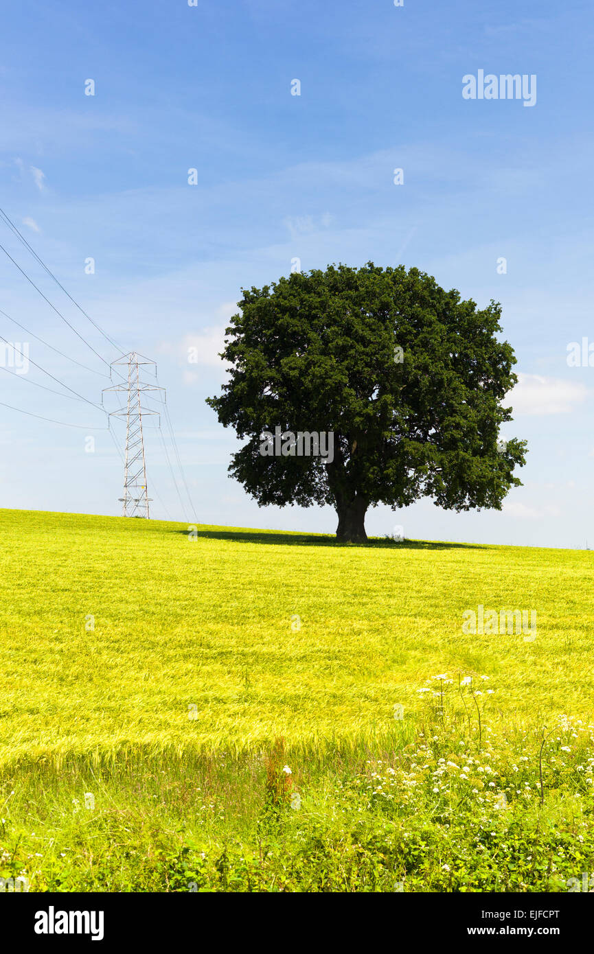 Electricity pylon and power cables in South Devon, England, UK Stock Photo