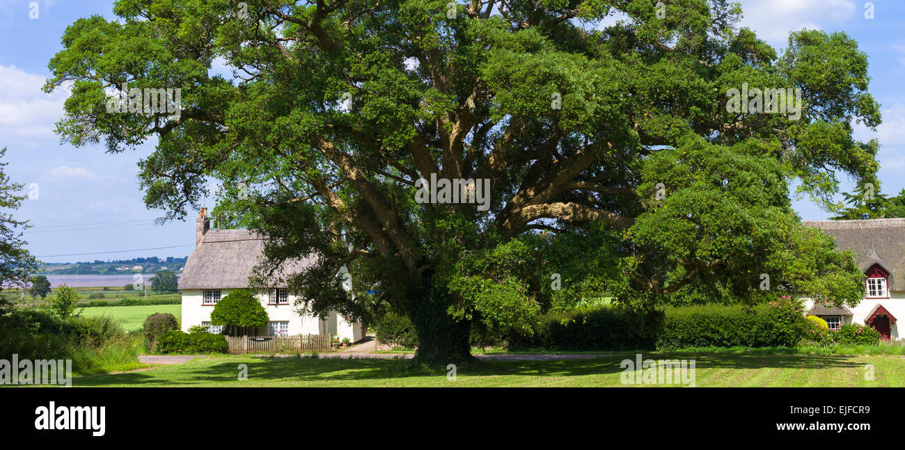Cork Oak Tree, Quercus suber, an evergreen tree by quaint country
