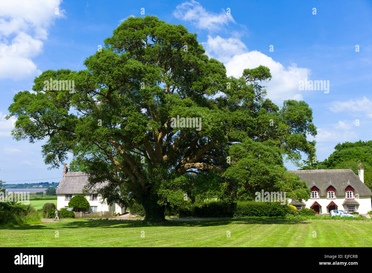 Cork oak tree hires stock photography and images Alamy