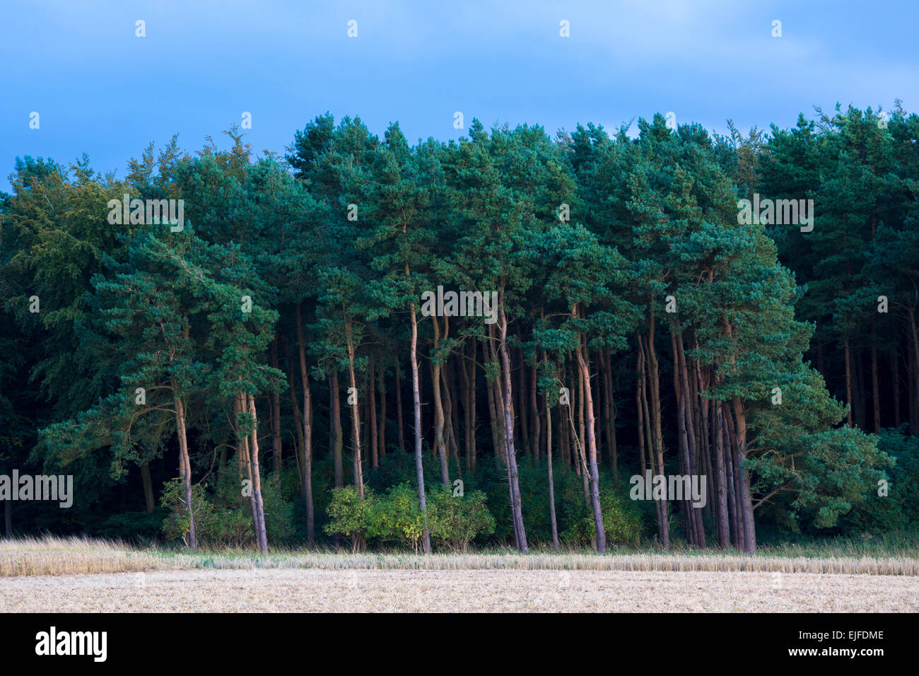 Evergreen coniferous forest of tall conifer and larch trees in the