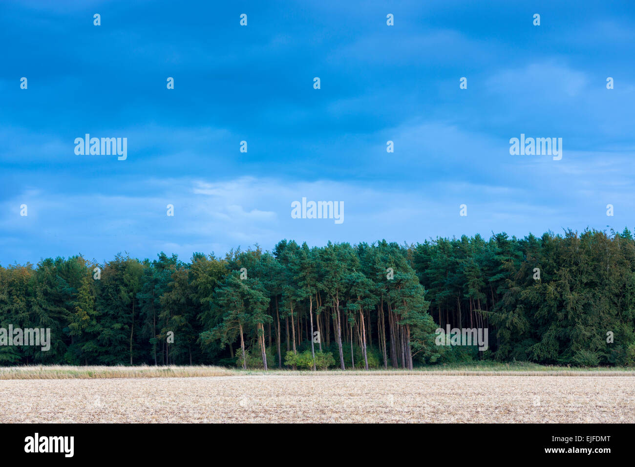 Conifers coniferous trees hi-res stock photography and images - Alamy