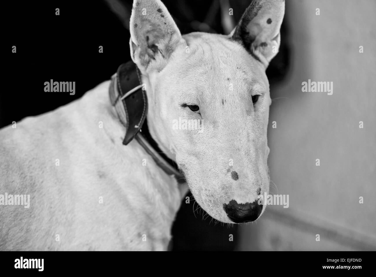 Domestic dog Bull Terrier breed. Focus on the dog. Black and white Stock Photo