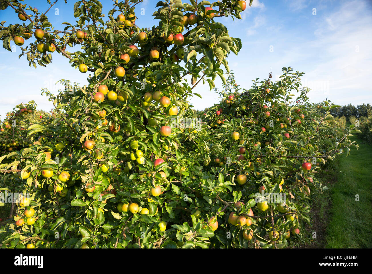 English eating apples growing in one of the many fruit orchards in Kent