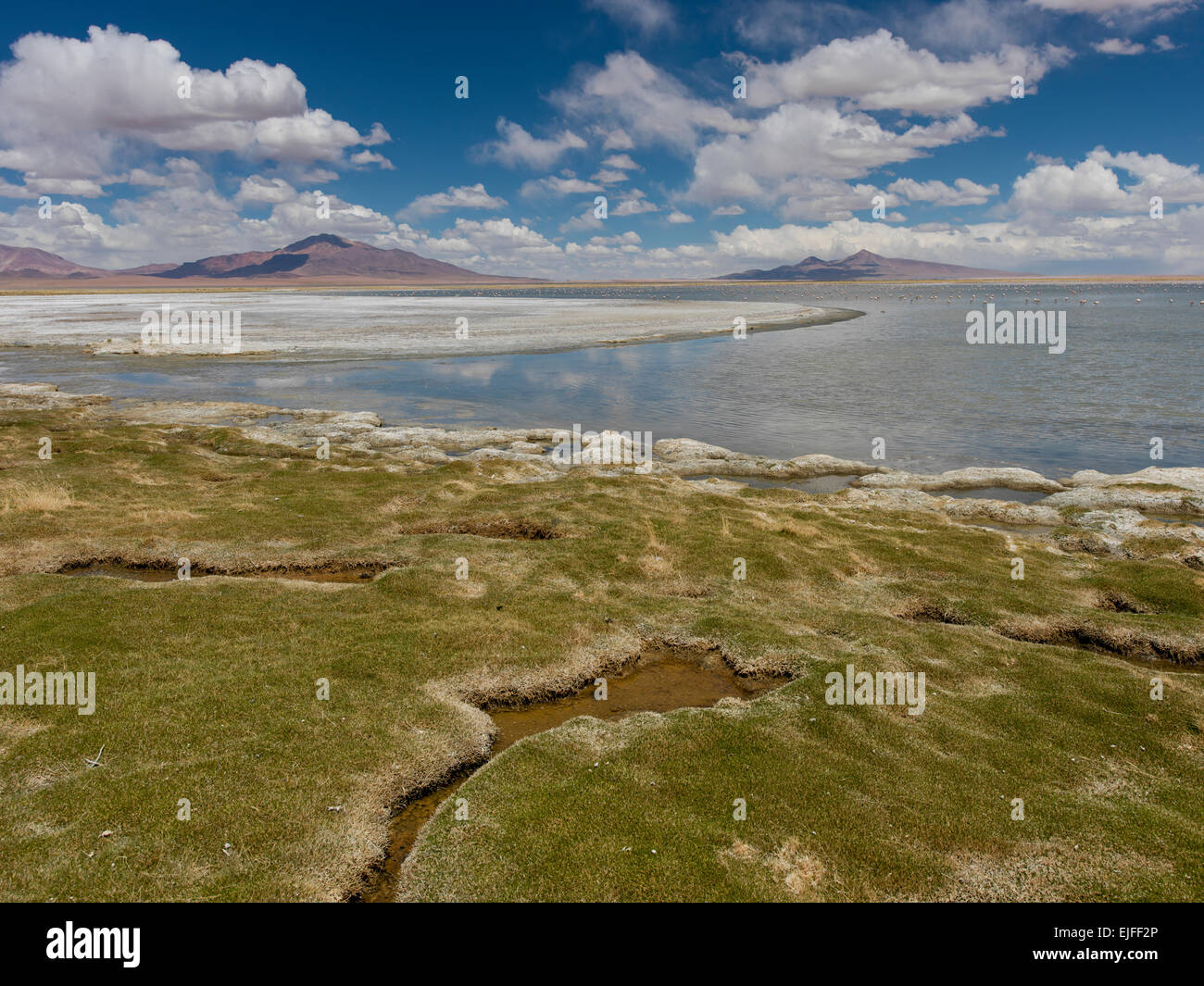 Tara Salt Flat, Salar de Atacama, San Pedro de Atacama, El Loa Province
