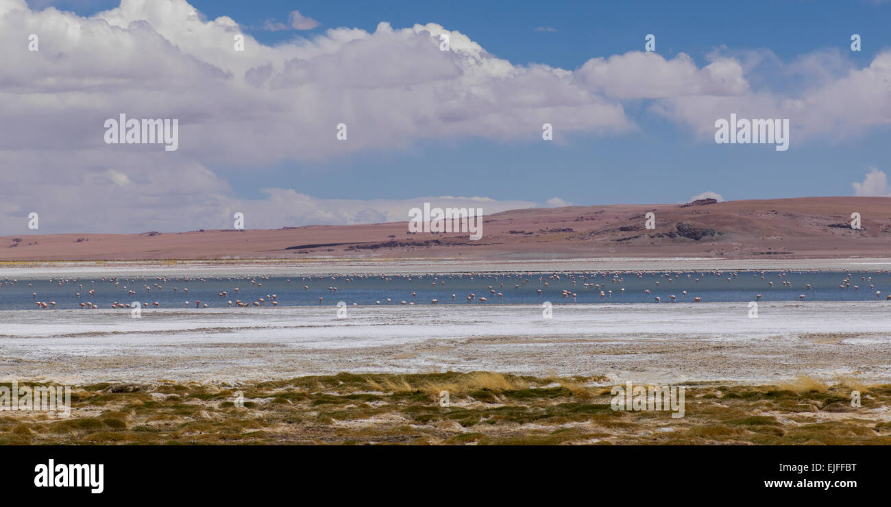 Tara Salt Flat, Los Flamencos National Reserve, San Pedro de Atacama