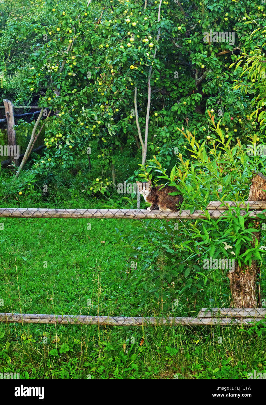 The cat sit on a fence of the rural house Stock Photo - Alamy