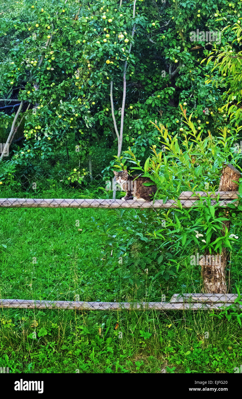 The cat sit on a fence of the rural house Stock Photo - Alamy