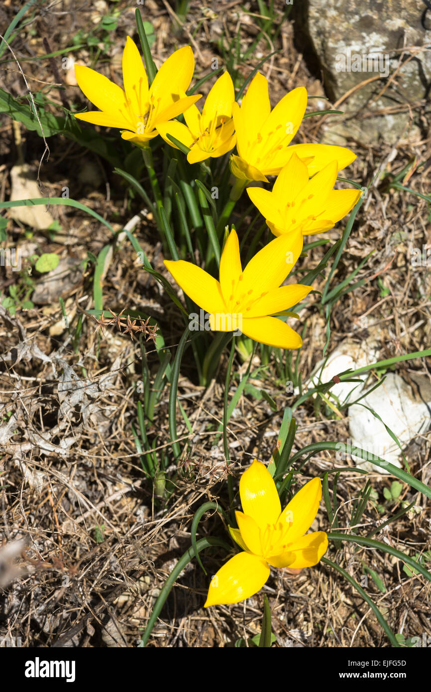 Yellow perennial flowering wildflower in Corfu, Greece Stock Photo