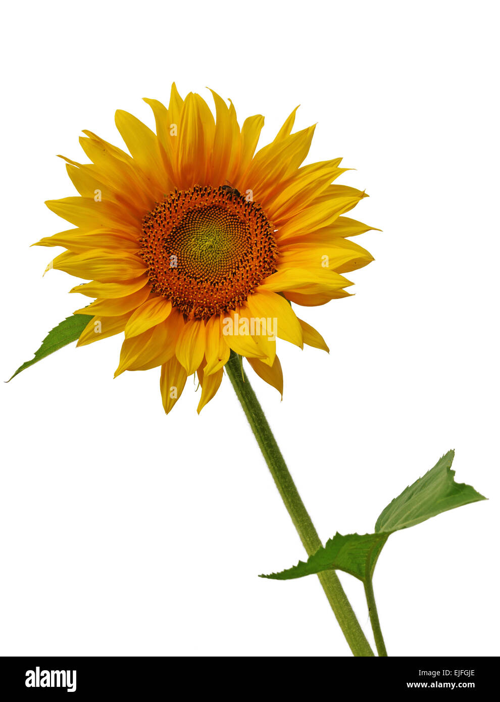 Sunflower isolated on white background Stock Photo - Alamy
