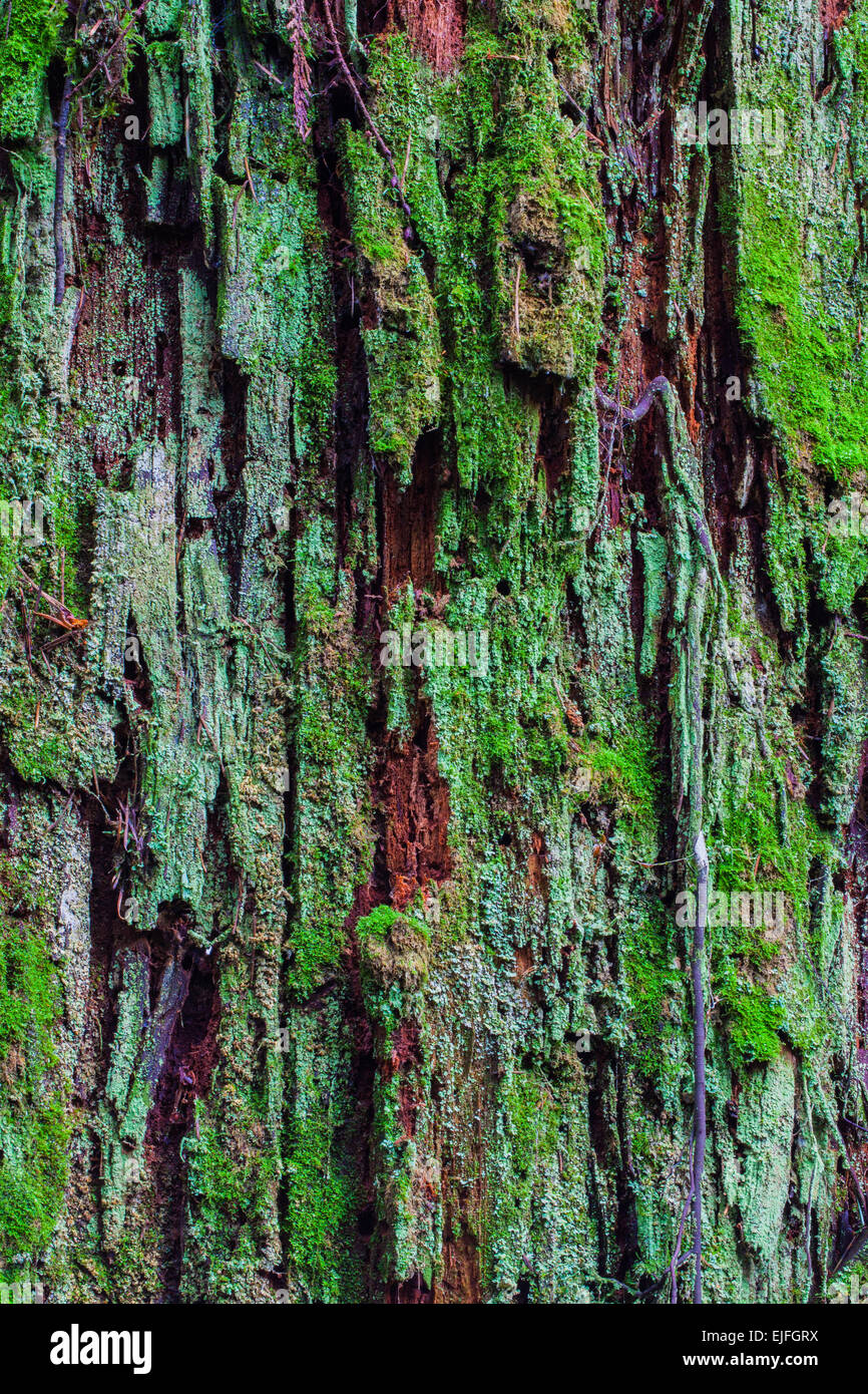 Textural image of a decaying Western Red Cedar tree trunk Stock Photo