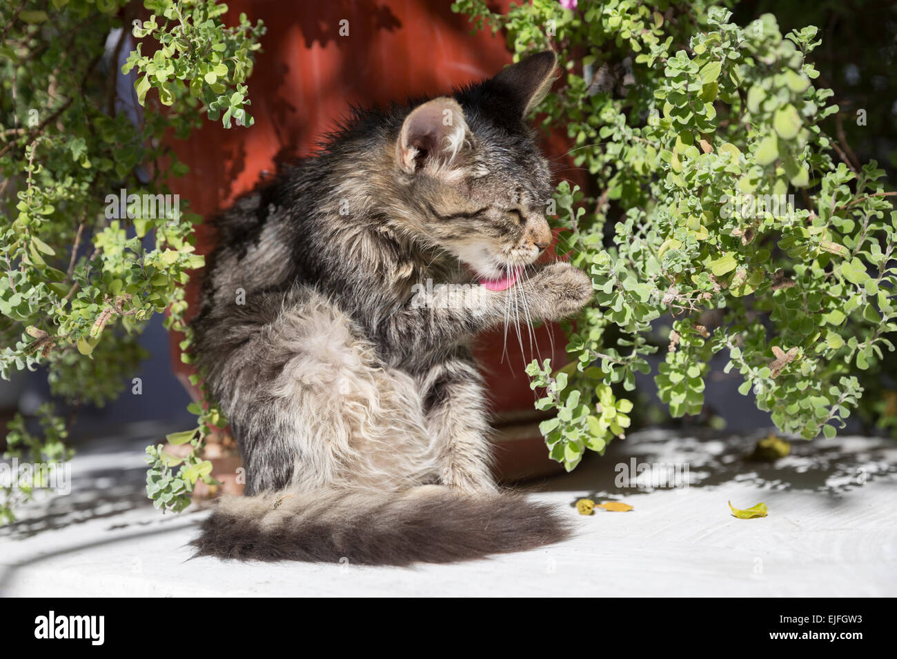 Stray feral tabby kitten cat, Felis catus, licking itself clean at Paleokastritsa in Corfu, , Greece Stock Photo
