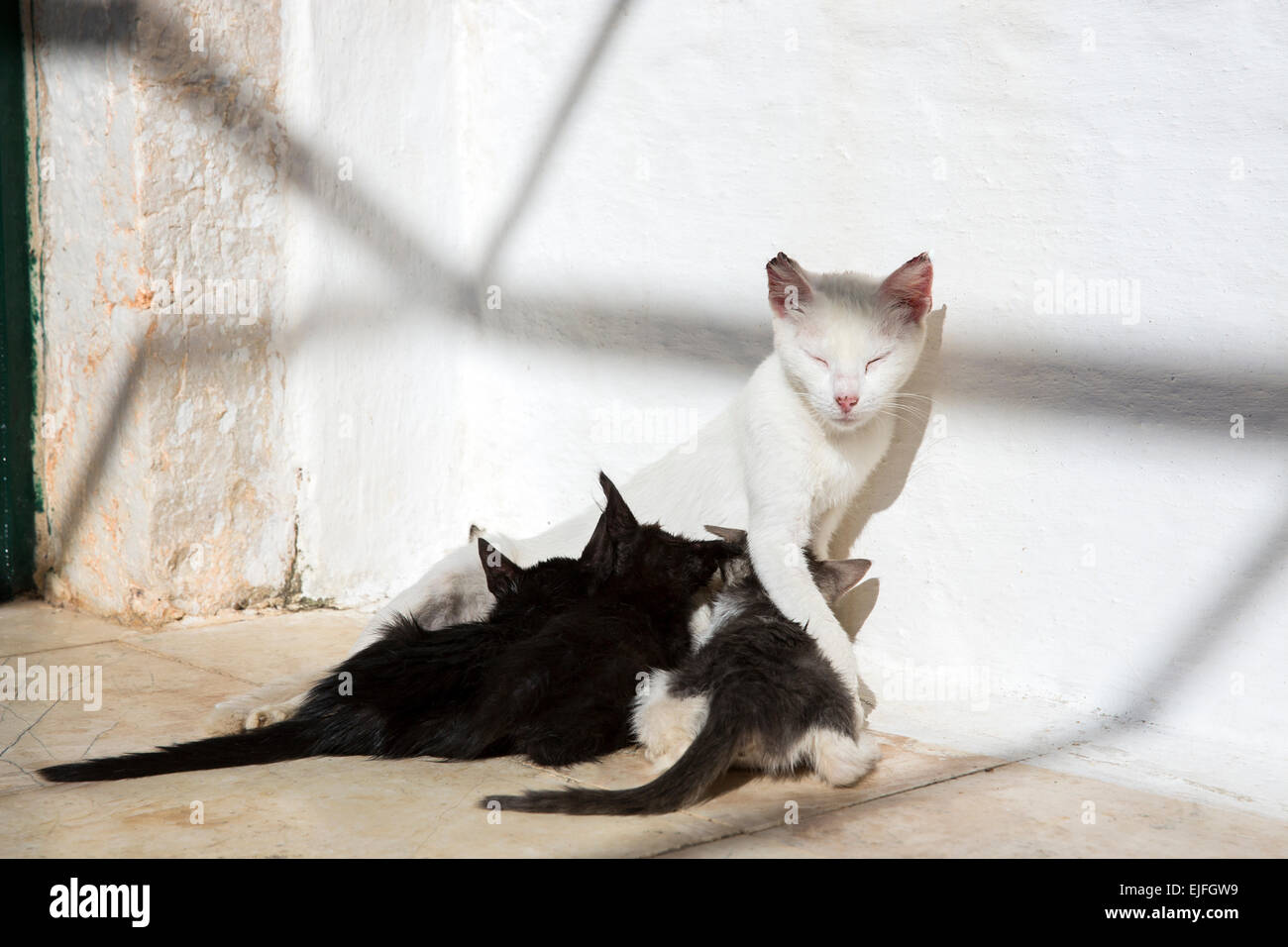 Stray feral mother white cat, Felis catus, nursing her cute black kittens at Paleokastritsa in Corfu, , Greece Stock Photo