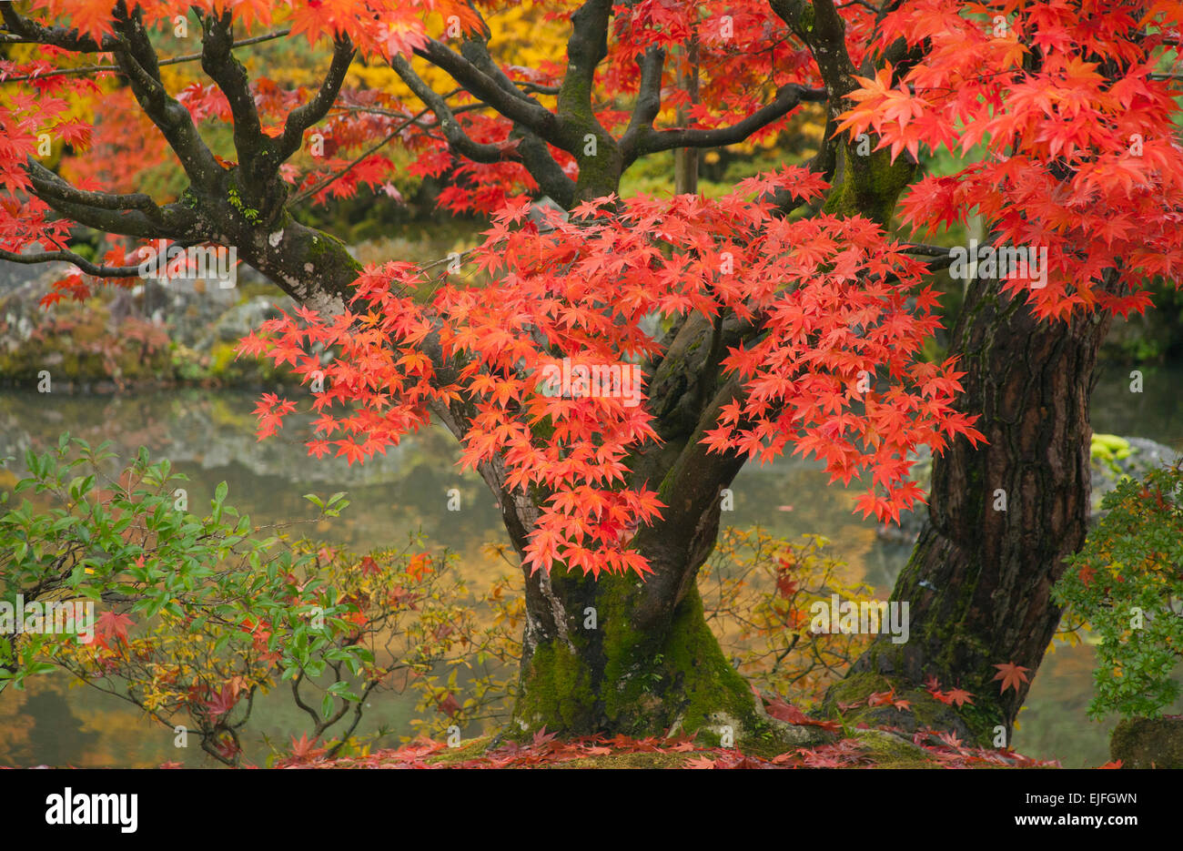 Japanese Maples in Autumn, Ginkakuji Gardens, Silver Pavilion, Kyoto, Japan Stock Photo