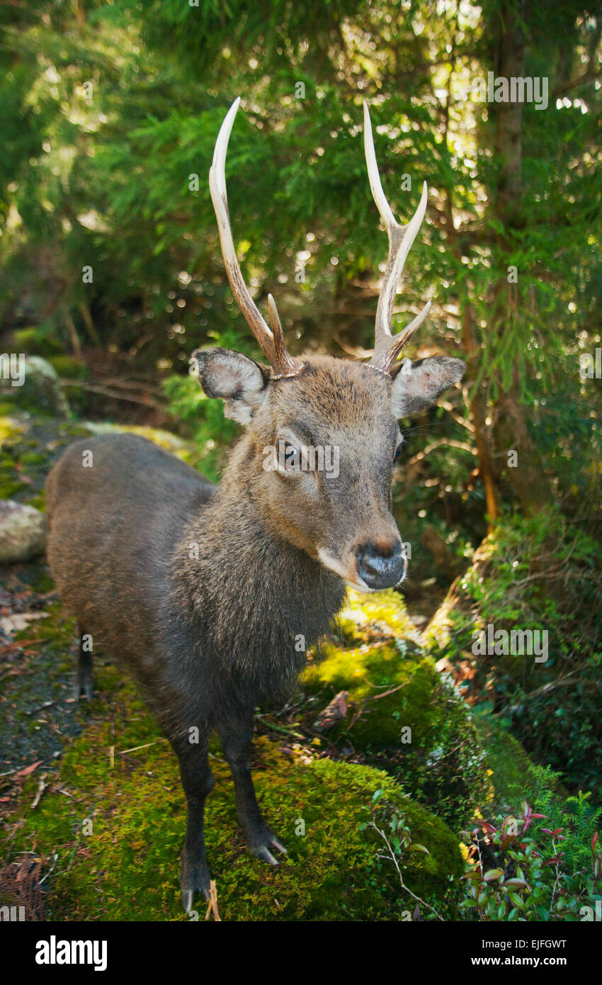 Yakushima Sika Deer (Cervus nippon yakushimae) wild buck, Yakushima National Park, Yakushima Island, Japan Stock Photo