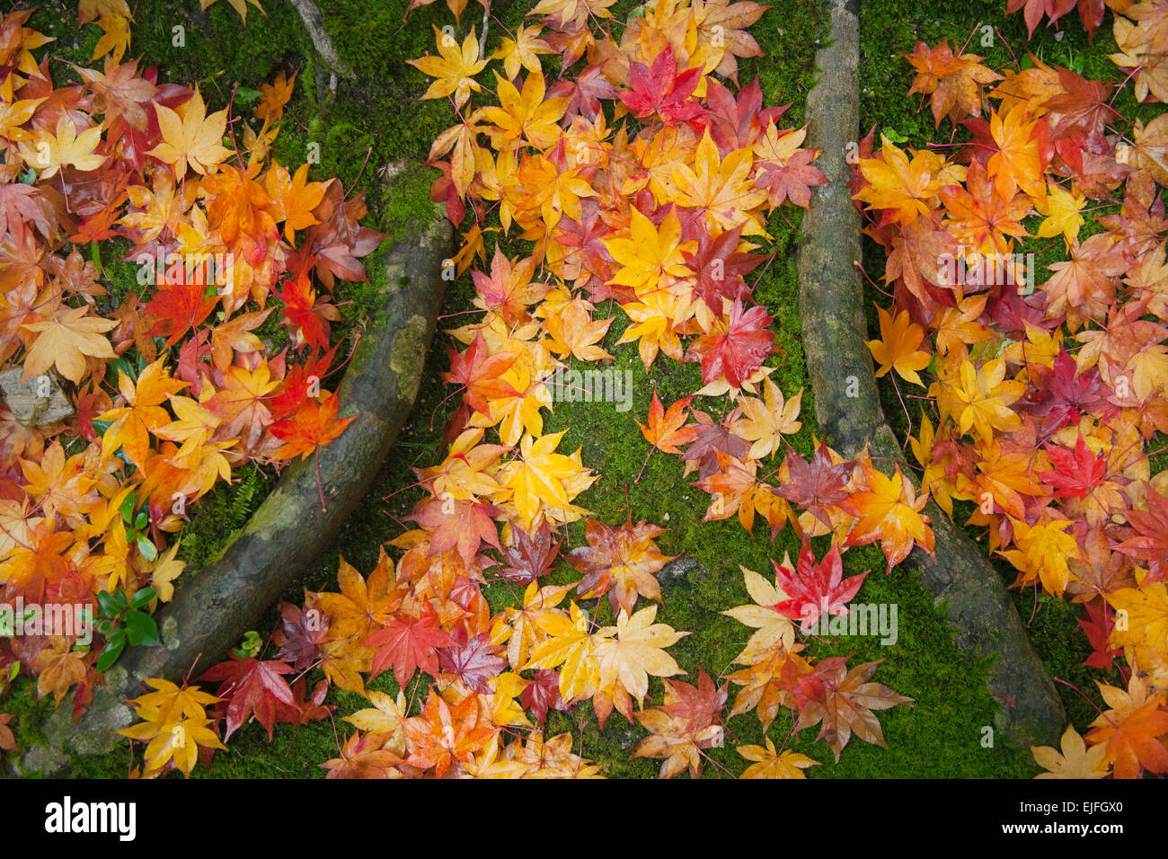 Fallen leaves of Japanese Maples in Autumn, Ginkakuji Gardens, Silver Pavilion, Kyoto, Japan Stock Photo