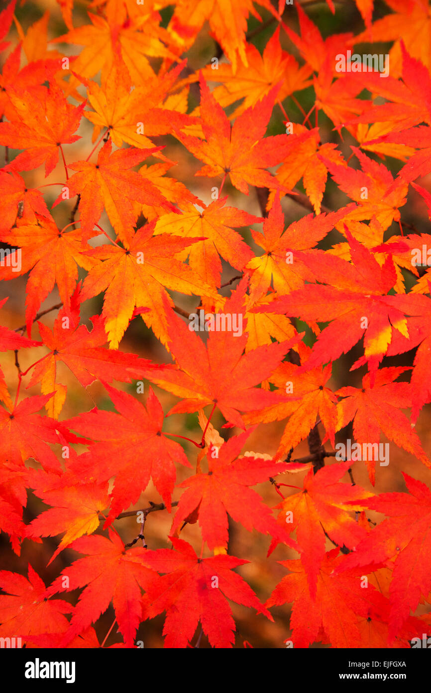 Japanese Maple leaves (Acer palmatum), Autumn, Kyoto, Japan Stock Photo