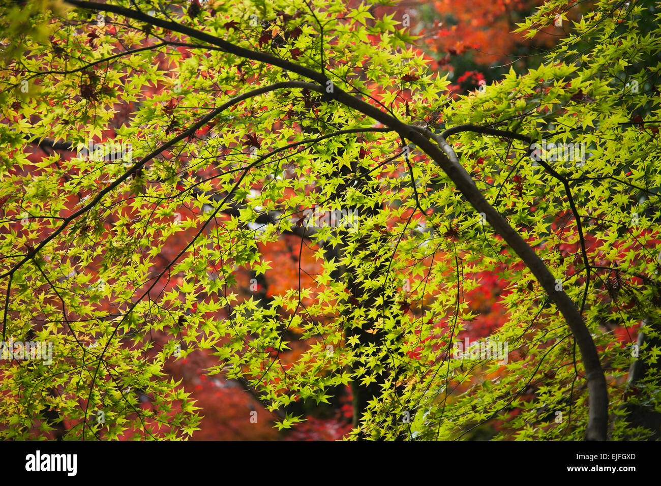 Japanese Maple trees (Acer palmatum),  Autumn, Kyoto, Japan Stock Photo