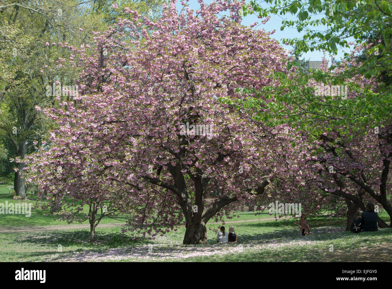 Cherry blossom tree in Central Park, Manhattan, New York City, New York