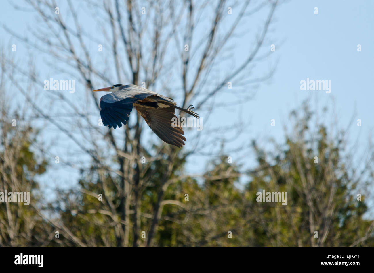 great blue heron in flight on sky background Stock Photo