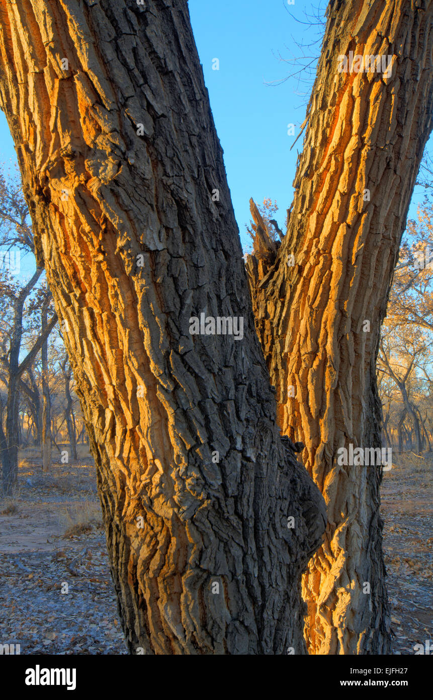 Rio Grande Cottonwood, (Populus deltoides), in winter.  Rio Grande bosque, Albuquerque, New Mexico, USA. Stock Photo