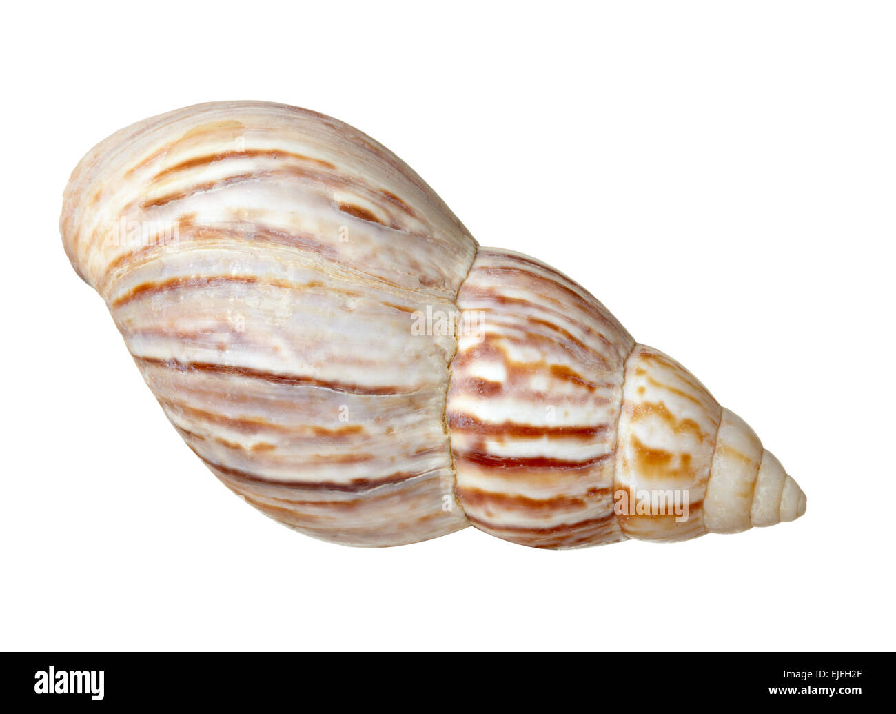 Seashell color ecology texture Cut Out Stock Images & Pictures - Alamy