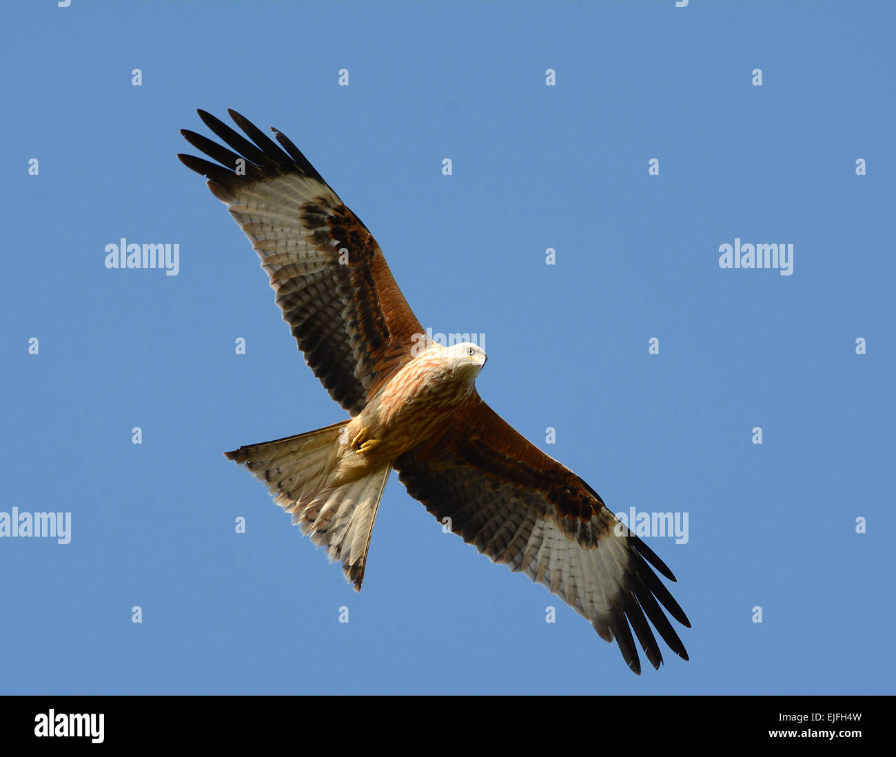Red Kite bird of prey in flight over Bedfordshire, England Stock Photo