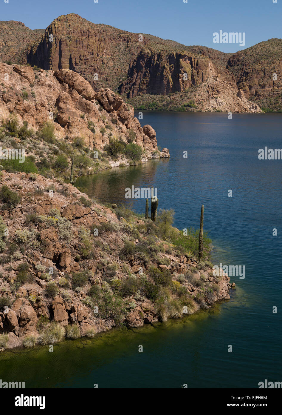 View of Saguaro at the edge of Canyon Lake reservoir Stock Photo