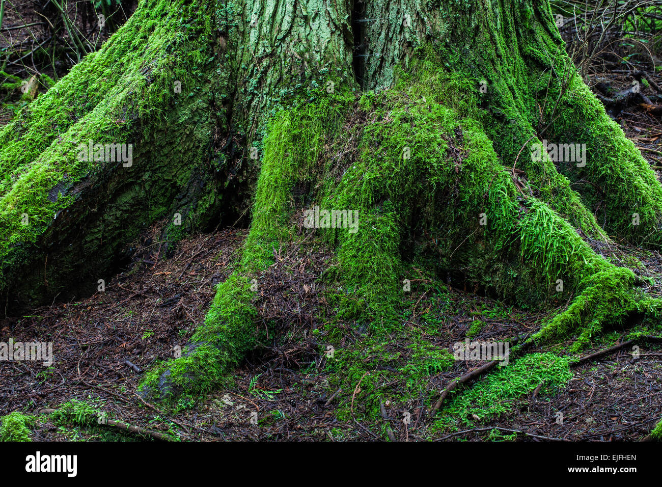 Root structure of a Western Red Cedar tree in a temperate rain forest Stock Photo