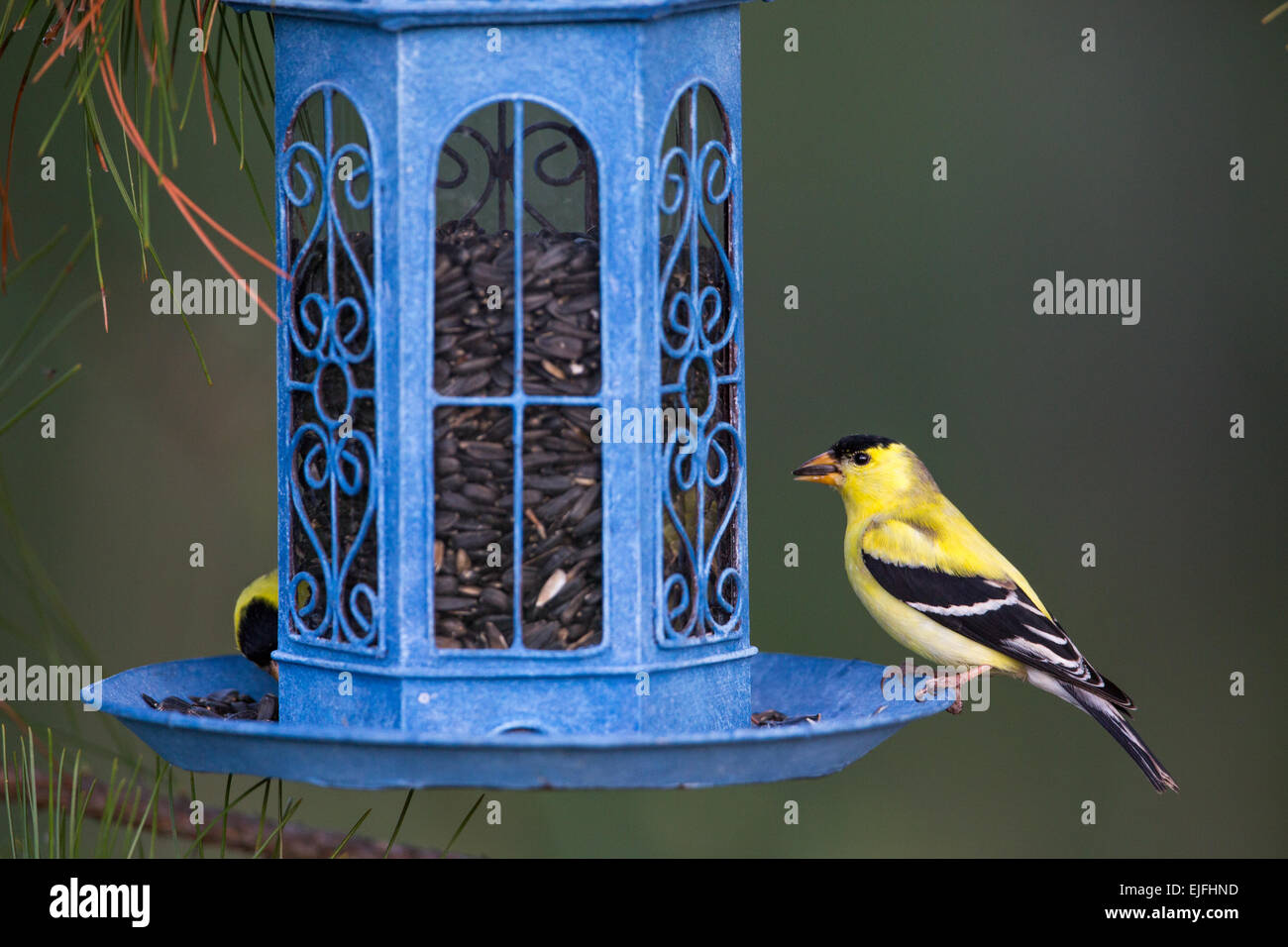 American goldfinch at a bird feeder in northern Wisconsin Stock Photo