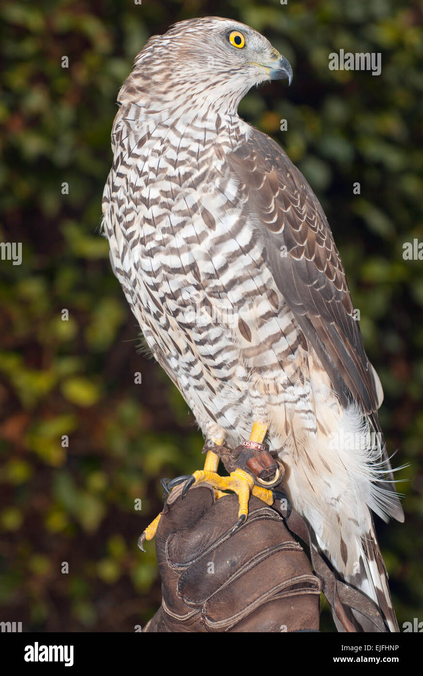 A Northern Goshawk on display at Glenveagh Castle, Country Donegal ...