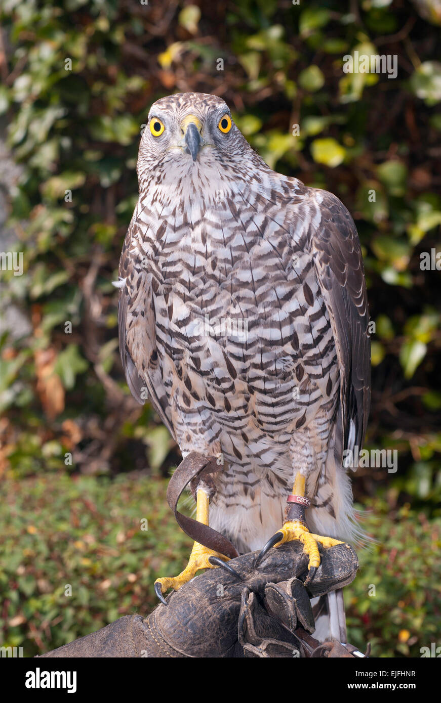 A Northern Goshawk on display at Glenveagh Castle, Country Donegal ...