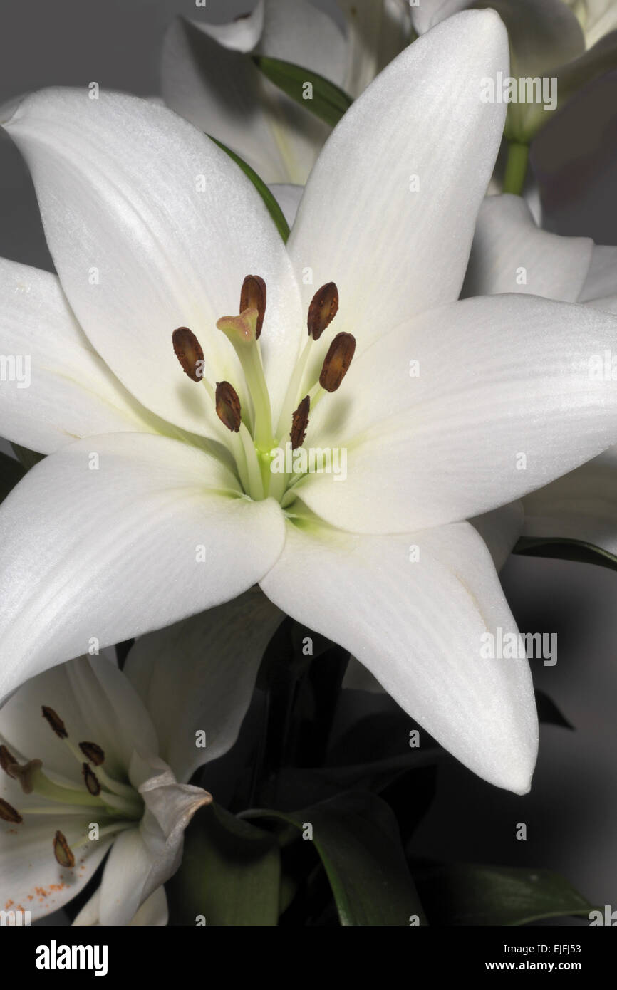 White Lily blossom. Stock Photo
