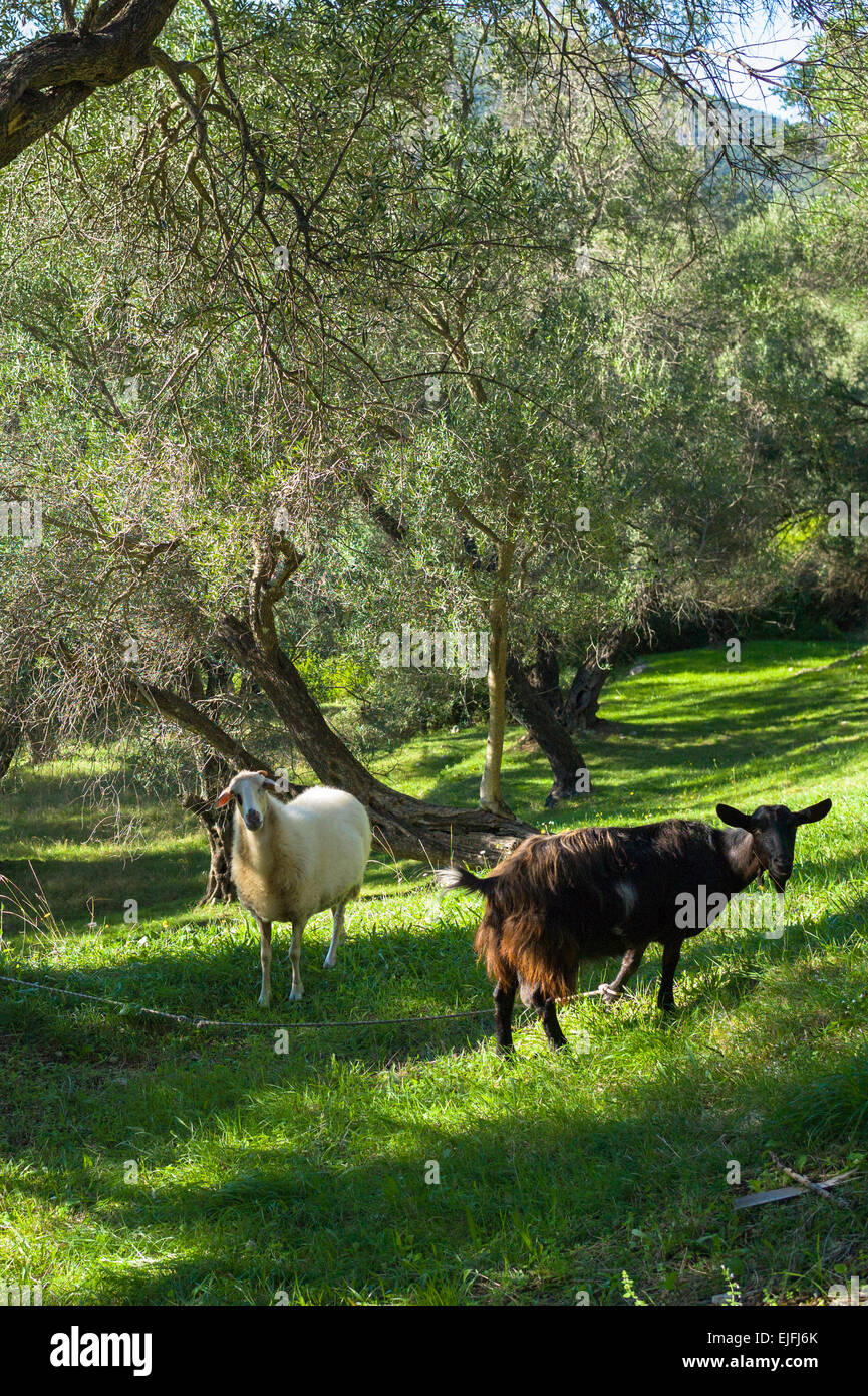 Goats in trees hires stock photography and images Alamy