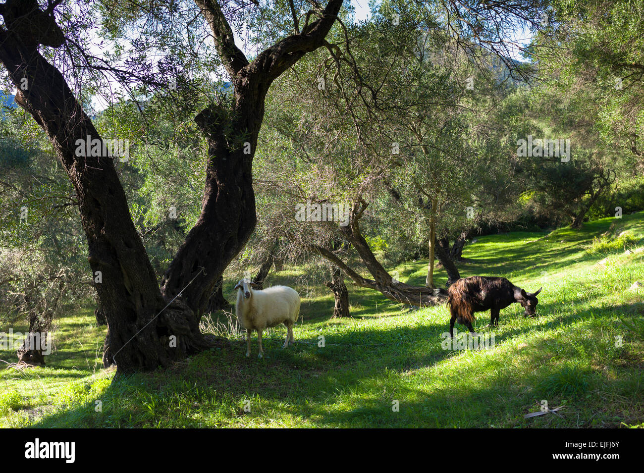 Goats tethered in olive grove among olives trees in Corfu, Greece Stock