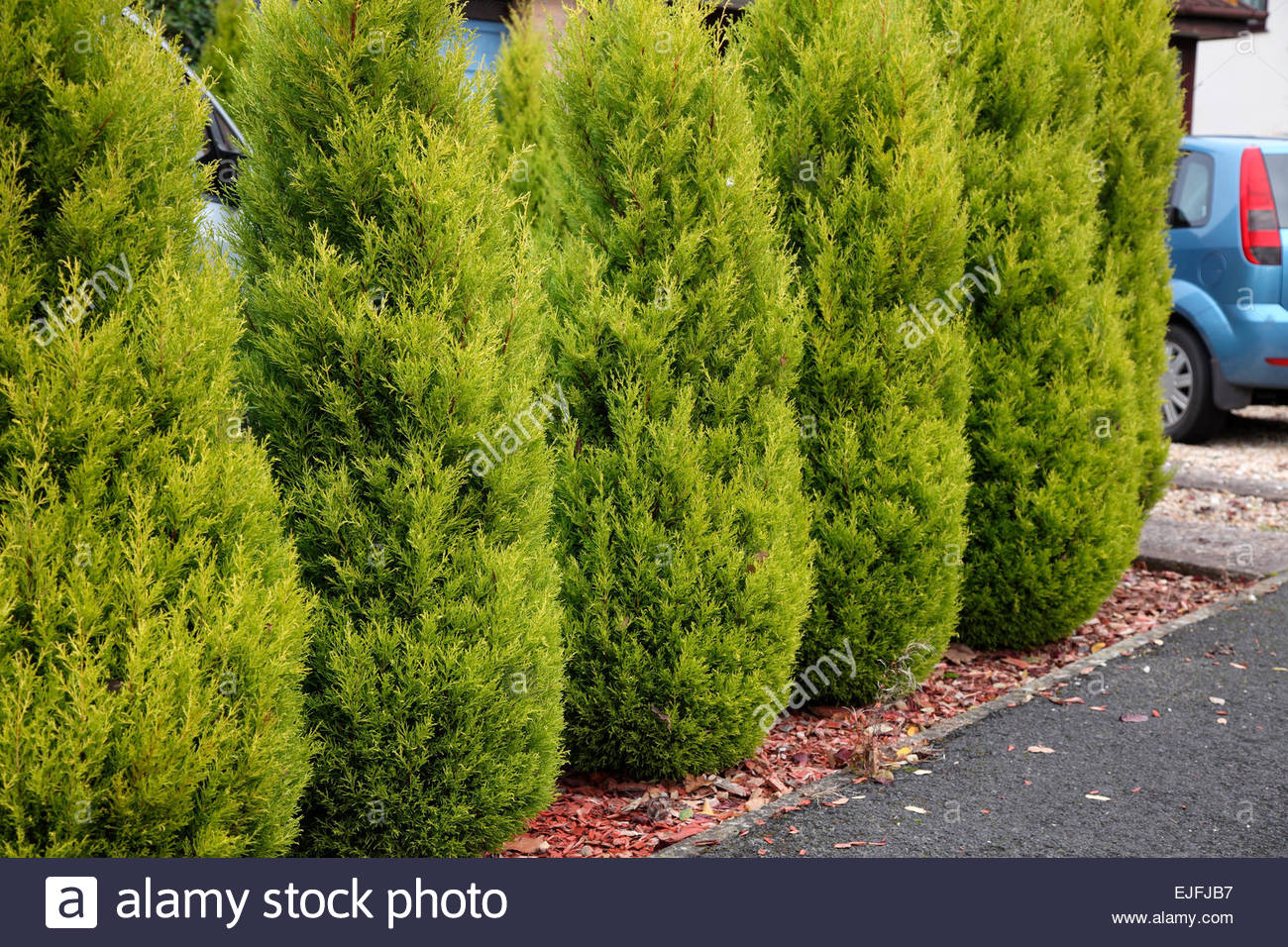 Cupressus Goldcrest Cupressus Goldcrest