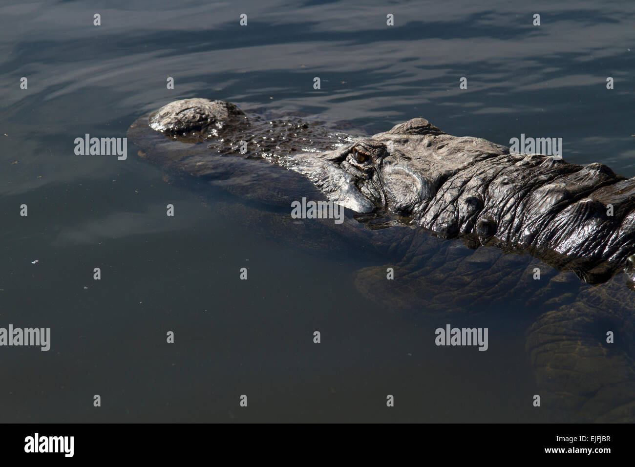 American Alligator swimming away close-up Stock Photo