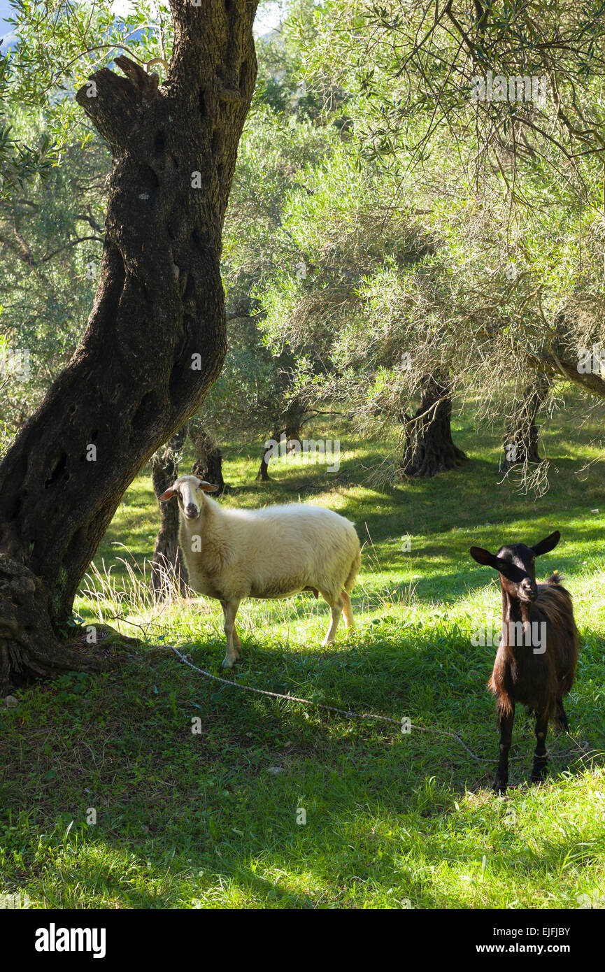 Goats in trees hires stock photography and images Alamy