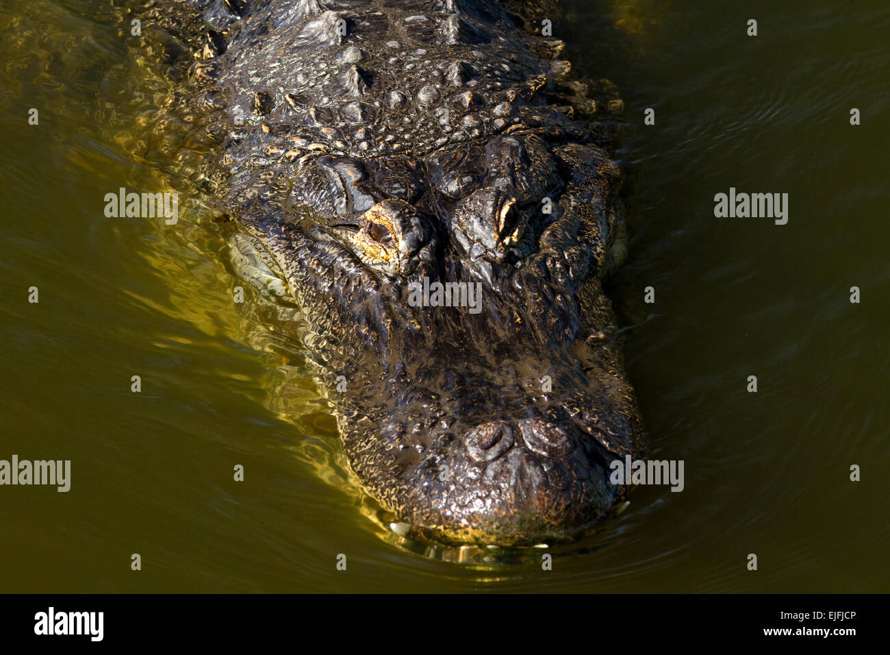 American Alligator Close-up. Stock Photo