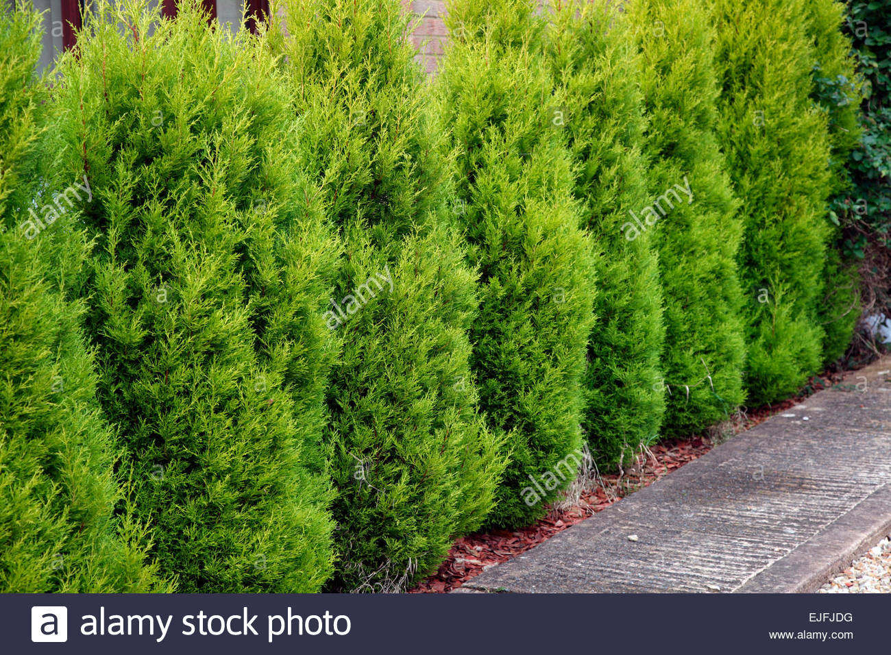 Cupressus Goldcrest Cupressus Goldcrest
