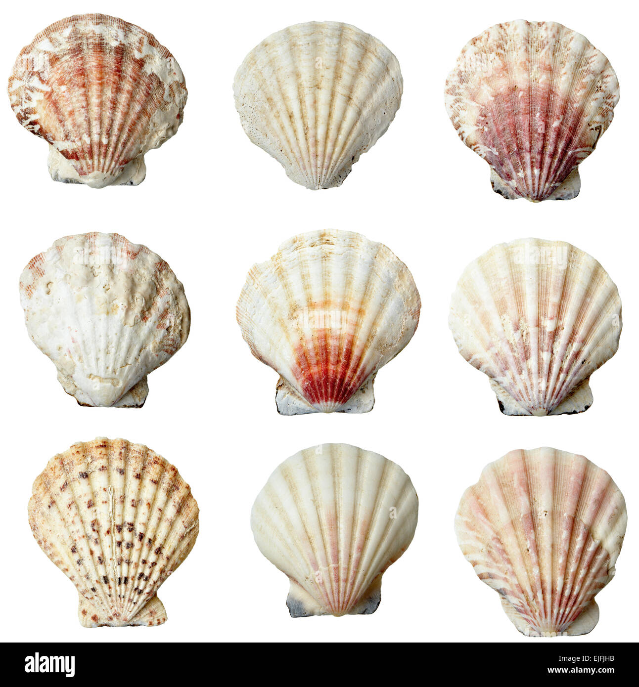 Seashell Texture Cut Out Stock Images & Pictures - Alamy