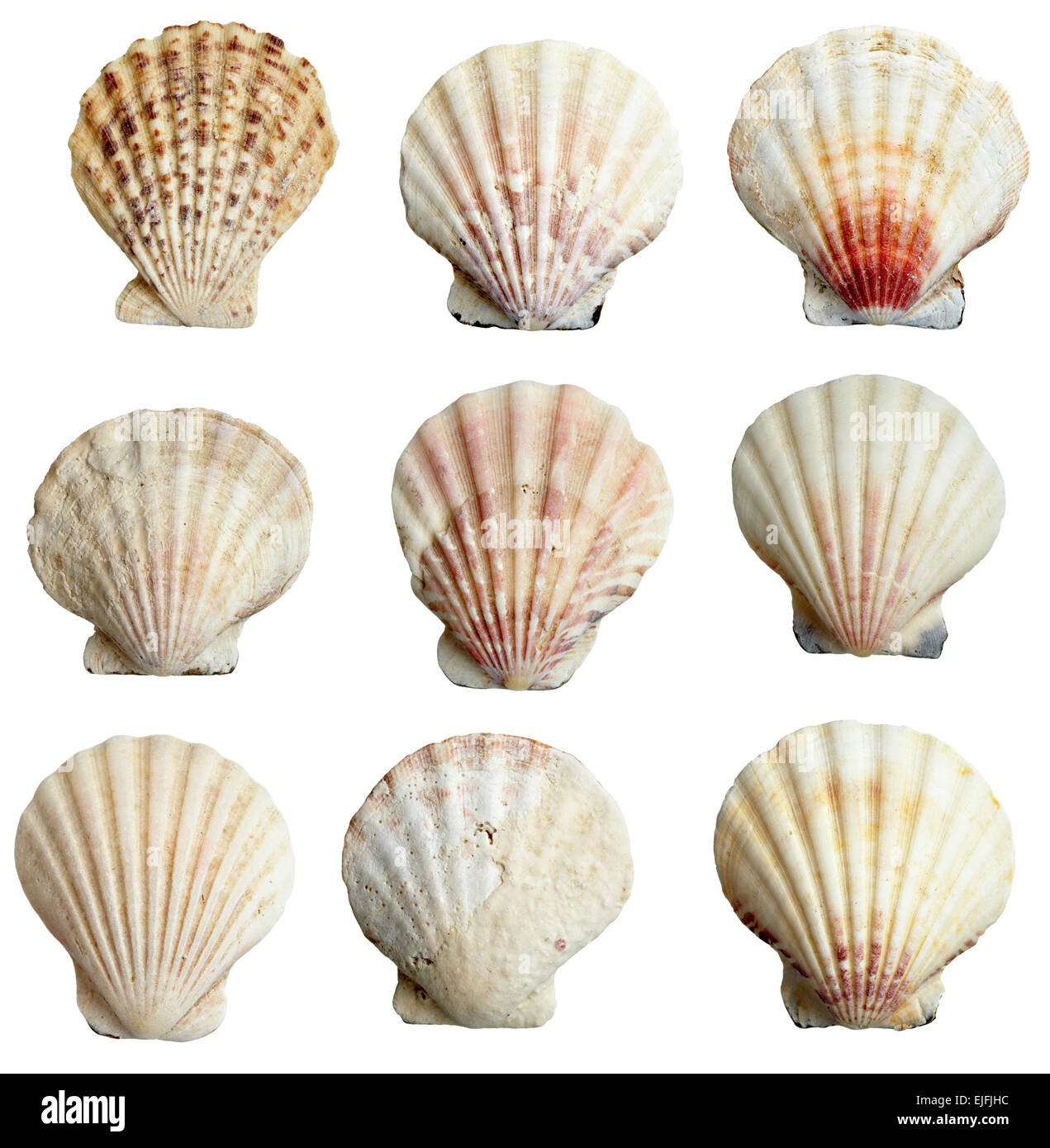 seashell Stock Photo